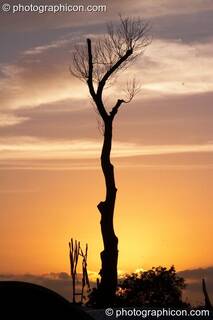 A bare tree trunk silhouetted against the setting sun at Glastonbury Festival 2008. Pilton, Great Britain. © 2008 Photographicon