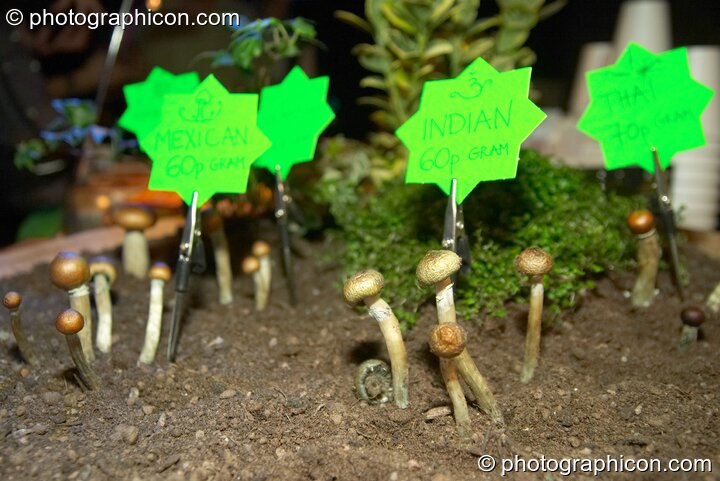 Mushrooms for sale at the Synergy Project. London, Great Britain. © 2004 Photographicon