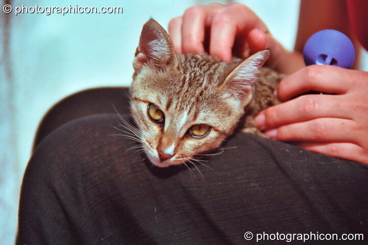 Ingrid strokes a wild kitten at Agios Pavlos. Greece. © 2002 Photographicon