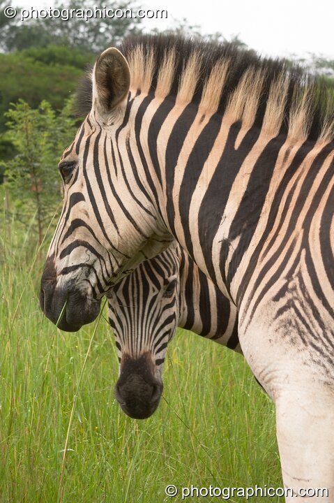 Side profile of two Zebras in Umgeni Valley Nature Reserve - KwaZulu-Natal, South Africa. Howick. © 2005 Photographicon