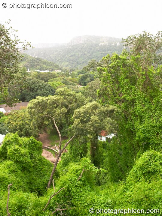 The green trees of Port St.Johns - Eastern Cape, South Africa. © 2005 Photographicon