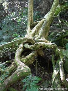 Tree roots on a hillside in Tsitsikamma national park - Eastern Cape, South Africa. © 2005 Photographicon