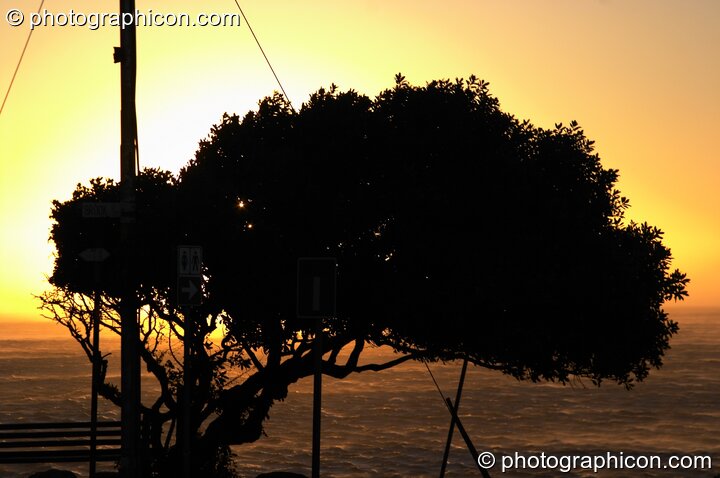 Looking out to sea. a tree silhouetted against the setting sun at Camps Bay, Cape Town - Western Cape, South Africa. © 2005 Photographicon
