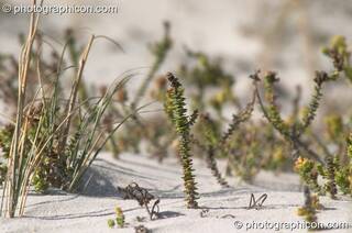 Plants growing in the sand at False Bay, Cape Town - Western Cape, South Africa. © 2005 Photographicon