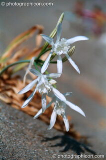 A flower growing out of the beach sand at Agios Pavlos. Agios Pavlos, Greece. © 2002 Photographicon