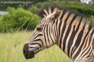 Side profile of a Zebra in Umgeni Valley Nature Reserve - KwaZulu-Natal, South Africa. Howick, South Africa. © 2005 Photographicon
