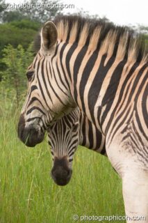 Side profile of two Zebras in Umgeni Valley Nature Reserve - KwaZulu-Natal, South Africa. Howick, South Africa. © 2005 Photographicon