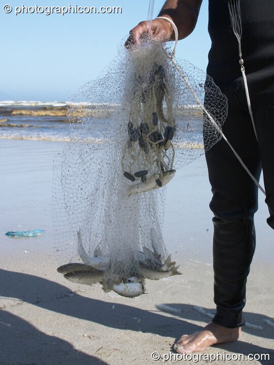 Fish caught in a net at False Bay, Cape Town - Western Cape, South Africa. Cape Town, South Africa. © 2005 Photographicon